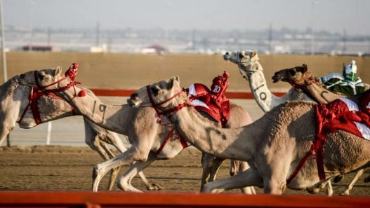 Dubai Camel Race Track