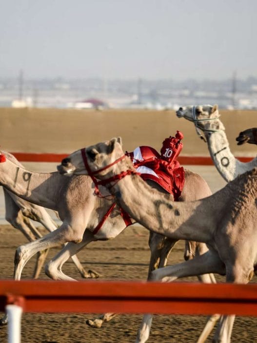Dubai Camel Race Track