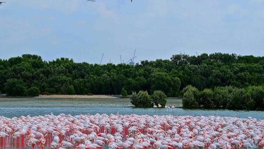 Ras Al Khor Wildlife Sanctuary