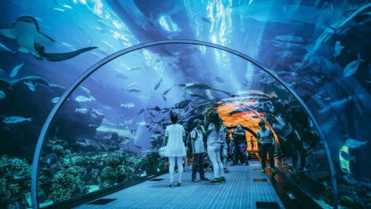 Dubai Aquarium and Underwater Zoo