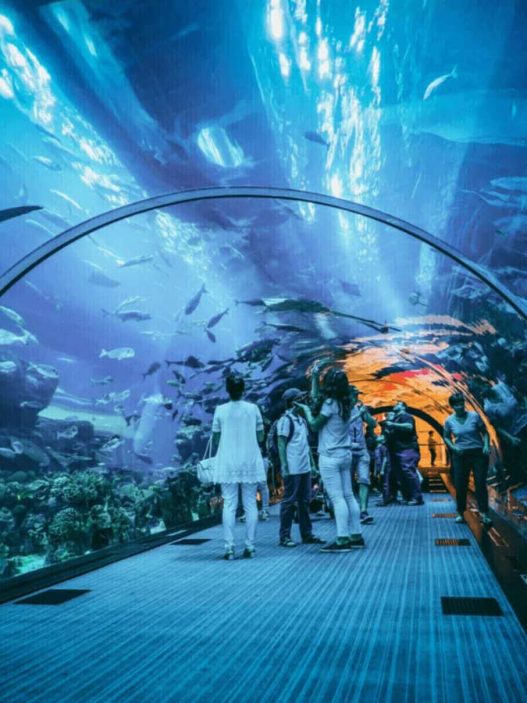 Dubai Aquarium and Underwater Zoo