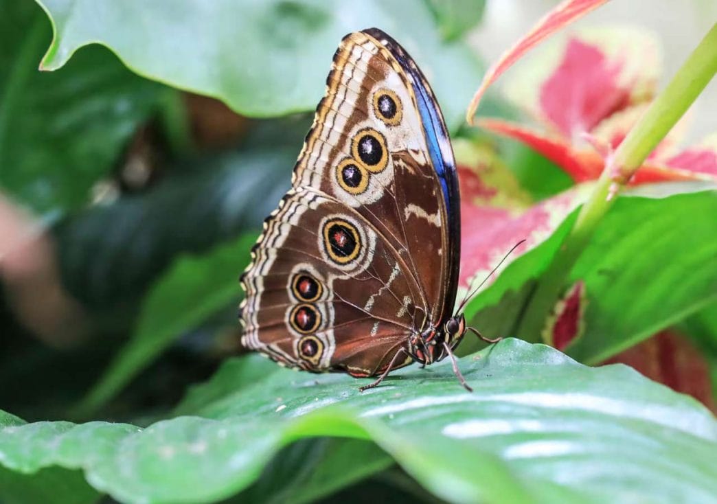Dubai Butterfly Garden