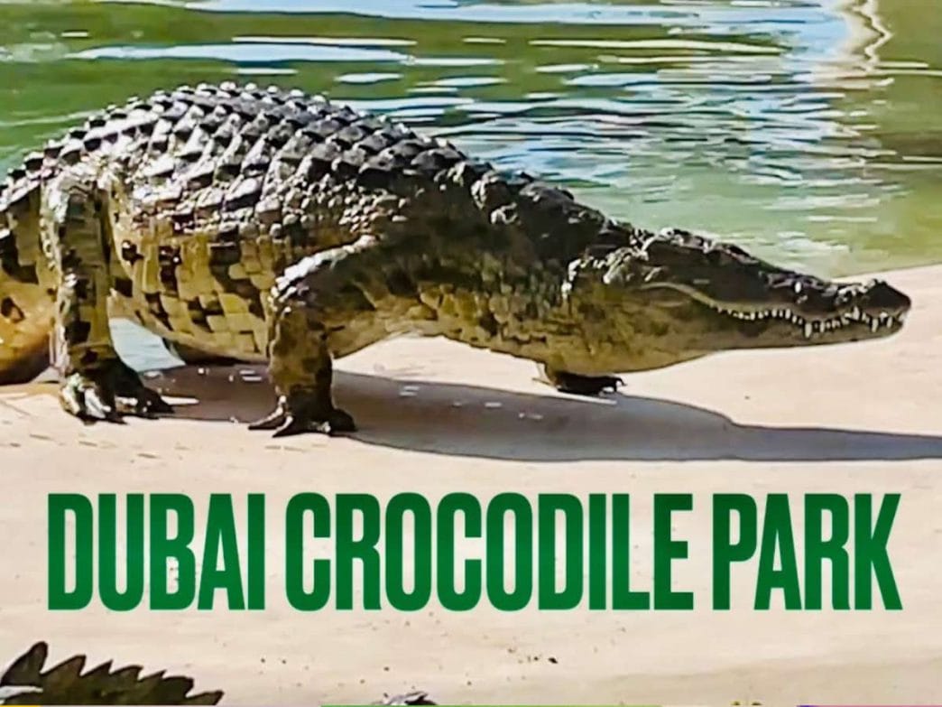 Dubai Crocodile Park
