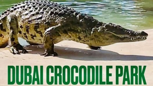 Dubai Crocodile Park