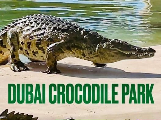 Dubai Crocodile Park
