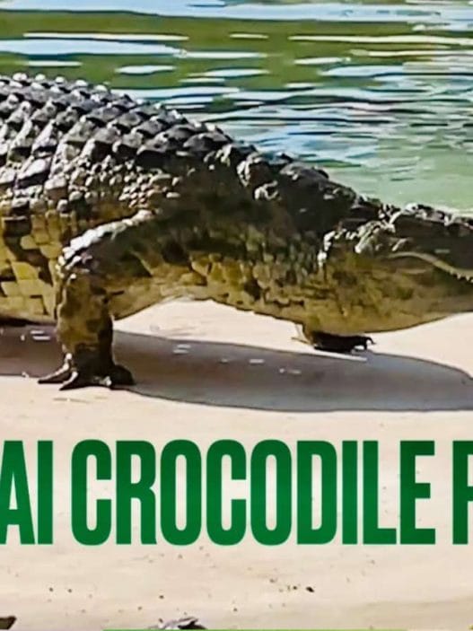 Dubai Crocodile Park